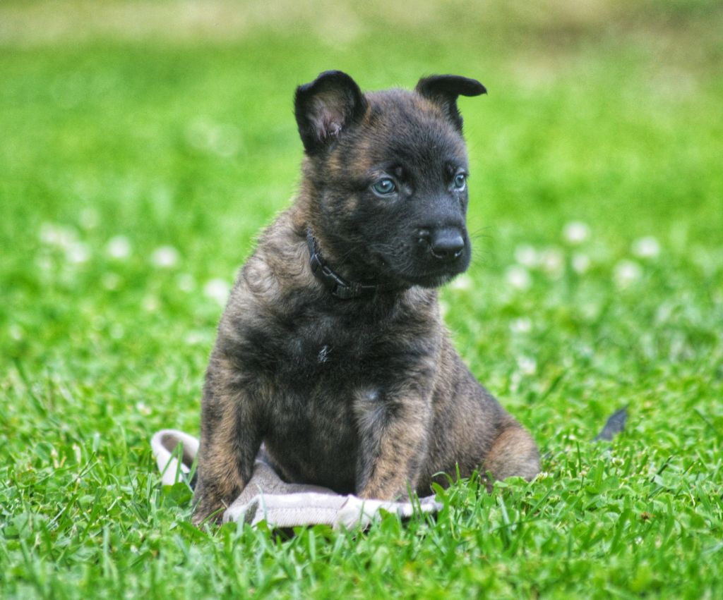 chiot Berger hollandais Du Clan Des Etoiles Noires