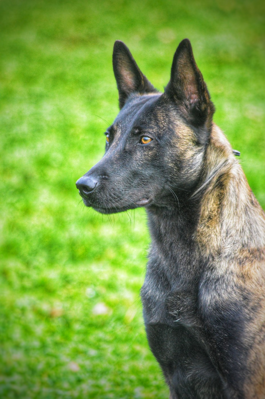 Vandale Du Clan Des Etoiles Noires
