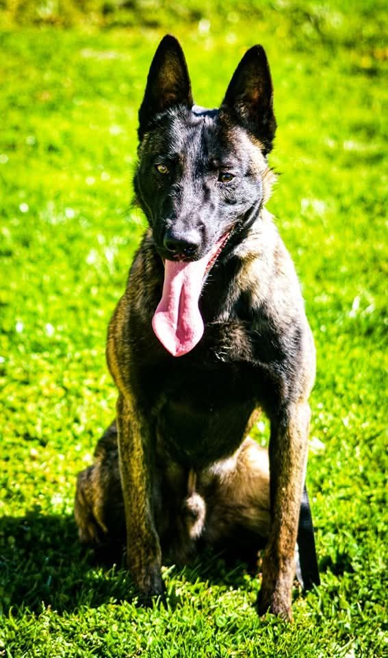 Vandale Du Clan Des Etoiles Noires